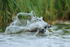Long-tailed Duck (male) splash, Iceland