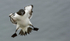 RAZORBILL