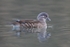 Mandarin