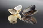Shells by Kath