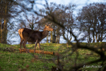 Red Deer hind in first light