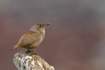 Cobb's Wren
