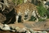 Amur leopard - Milena (Colchester Zoo)