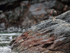 Blackish Oystercatcher (juvenile), Chanaral Island, Chile