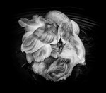 Young Mute Swan_06320_RLP3799