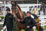 241025-Race 7-Rockinastorm-5347