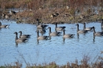 Dark-bellied Brent Geese