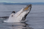 0A3A6450. Breach in Glassy Water 16