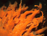 Amphilectus fucorum