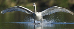 Wingspan 
