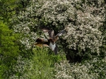 Red Kite