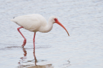 White Ibis