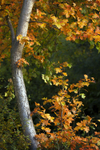 Tree in Autumn Colour