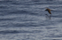 CORY'S SHEARWATER (ref M31)