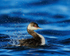 Slavonian Grebe bathing, Farmoor Reservoir