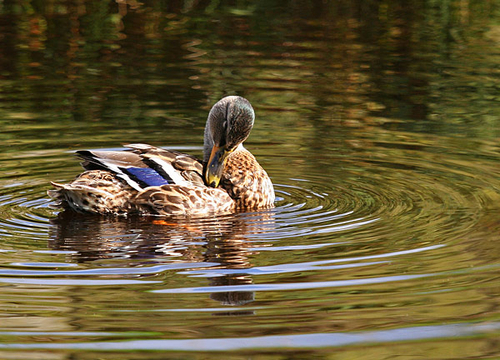 [align=center][size=11][b]Female Mallard Duck, Saddleworth, UK[/b][/size][/align]