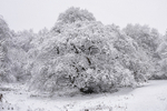 Winter Oak