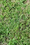 SBM_01075