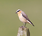 Wheatear - Oenanthe oenanthe