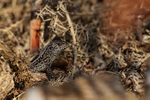 Sand Lizard (female) head, Shipstall Hill, Arne RSPB, Dorset
