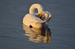 Whooper Swan