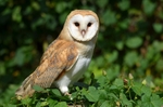 Barn Owl