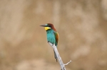 European Bee-eater