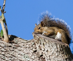 AnimalsCreatures _0022