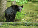 Wet Black Bear looks back, Minnesota