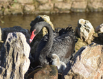 Black Swan cygnets New 4