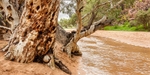 Alice Springs and Southern N.T. portfolio