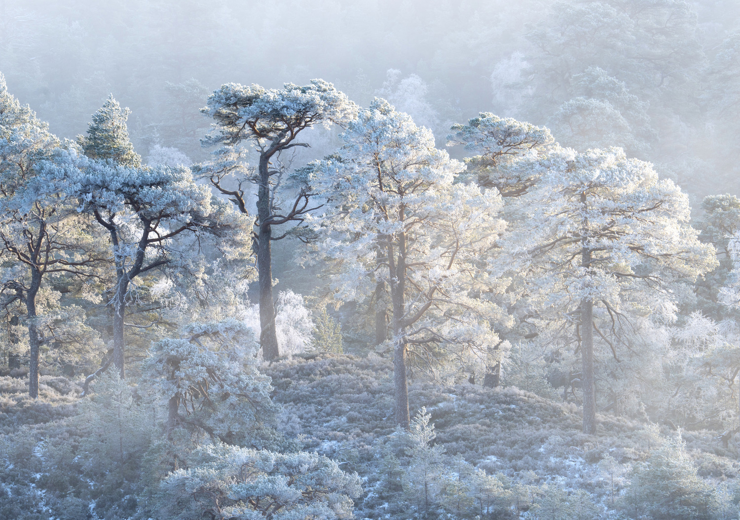 Frosted Pines II