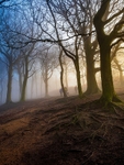 Wilsons Woods