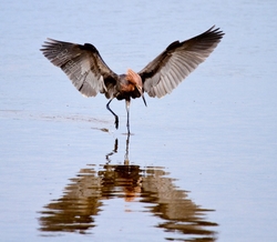 Birds 024