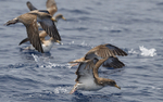 Shearwater