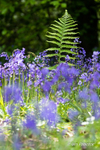 Fern amongst Bluebells
