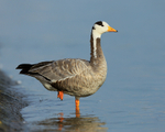 Bar-headed Goose standing on the edge of Farmoor 2