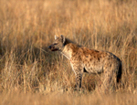 Spotted Hyena