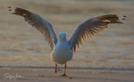 Gull Sunrise Dance 7