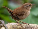 Wren