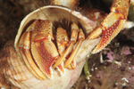 Hermit Crab holds mate