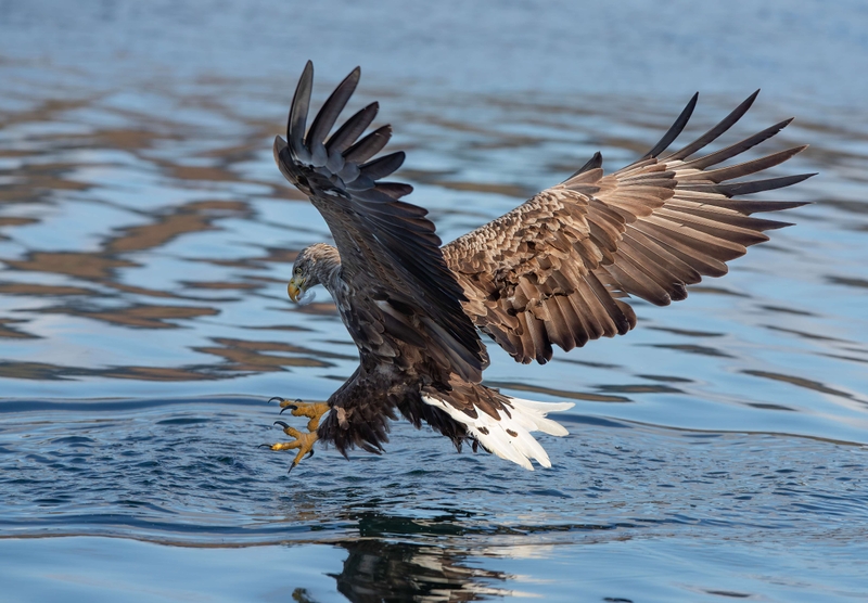 White Tailed Eagle - Isle of Mull - Scotland