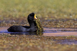 Giant Coot carrying nest material, Rio Putana, Chile