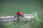 Insects _ AN 031