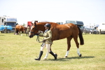 Class 79-80 - LIHS BSHA Rising Star Ridden Hunter portfolio