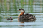 Red-necked Grebe & two chicks, Minnesota