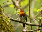 Robin