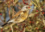 Fieldfare 3
