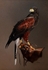 HARRIS HAWK ON GLOVE