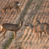 Roe Deer